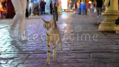 无家可归的灰埃及<strong>猫王</strong>穿过埃及的夜忙街。